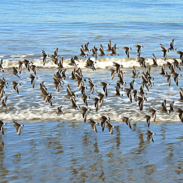 Isla de los Pajaros